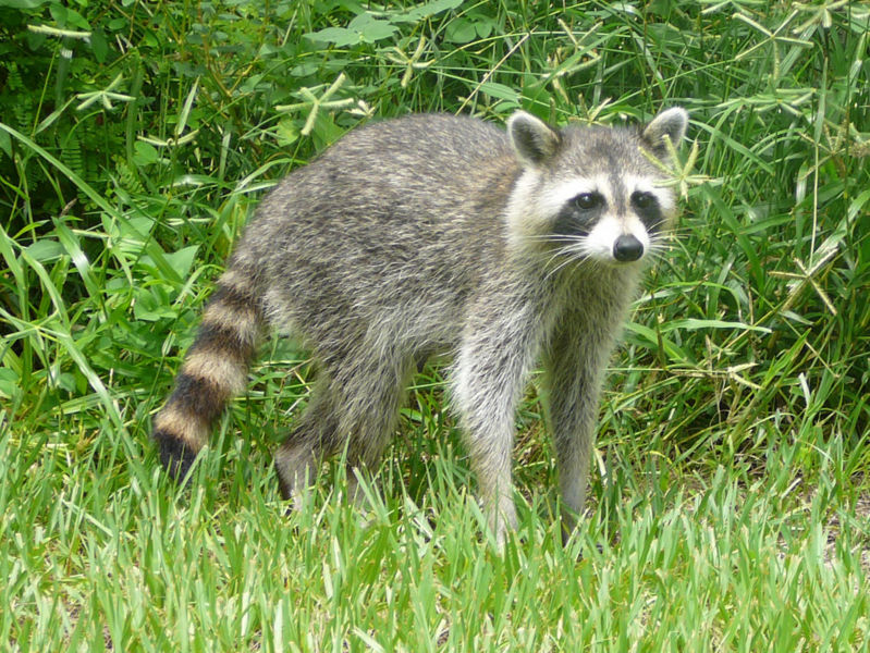 Raccoon, image from http://en.wikipedia.org/wiki/File:Procyon_lotor_(Common_raccoon).jpg