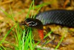 Red-bellied snake, image from http://www.worldofstock.com/closeups/NAN6932.php, courtesy of Shannon Plummer C2009