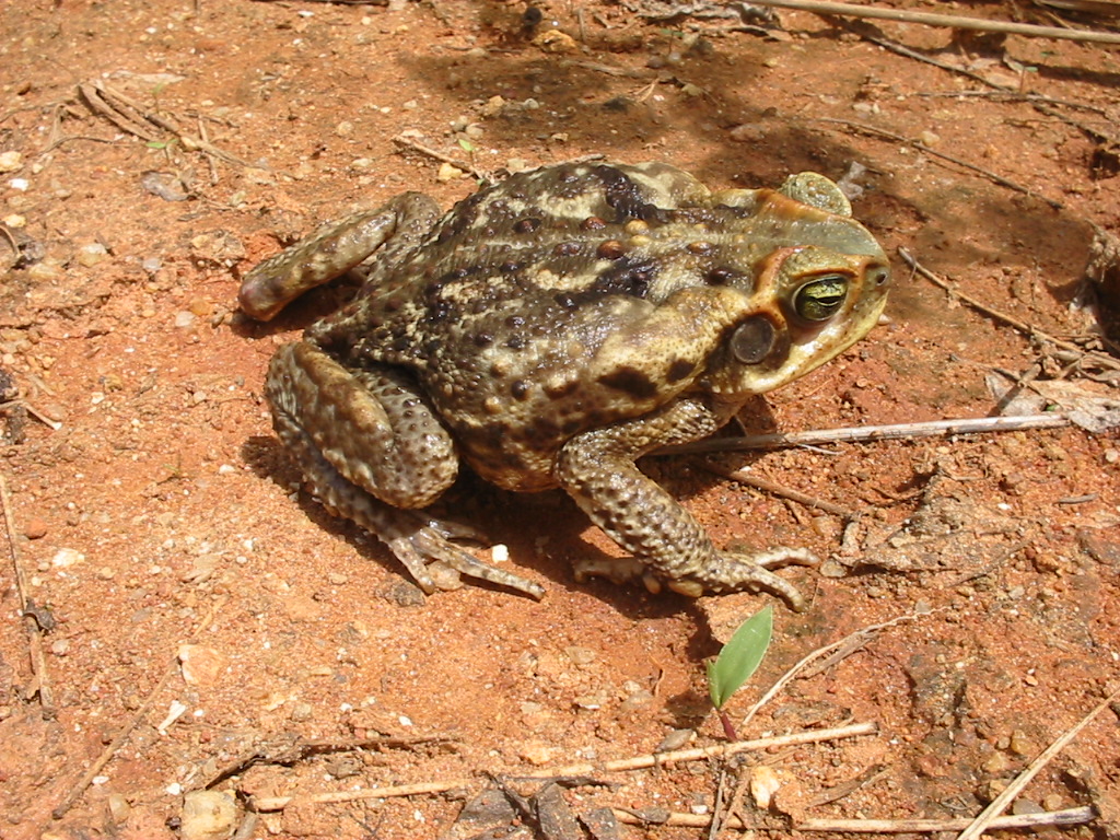 C. scheideri, an unresolved relative of the cane toad.  Image from http://commons.wikimedia.org/wiki/File:Bufo_schneideri01b.jpg