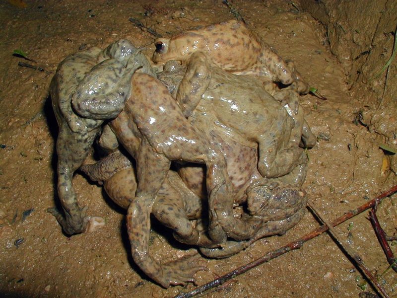 A ball of male toads (not cane toads, but they'll do this too) all mating together due to a lack of females.  Image from http://commons.wikimedia.org/wiki/File:Bufo_bufo_mating_toadball.jpg