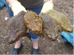 Male cane toad, image from http://www.canetoads.com.au/hewslet18.htm