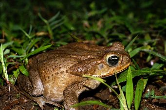 The cane toad.  Image from http://commons.wikimedia.org/wiki/File:Bufo-marinus-1.jpg