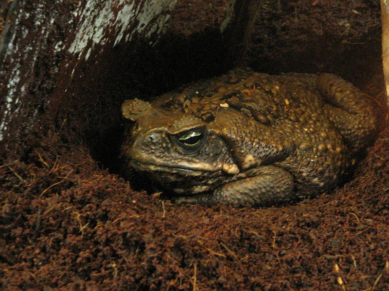 A final cane toad picture, image from http://commons.wikimedia.org/wiki/File:Aga_kr%C3%B6te_Bufo_marinus.jpg