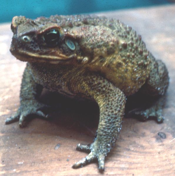 Cane toad, image from http://commons.wikimedia.org/wiki/File:Bufo_marinus_2.jpg