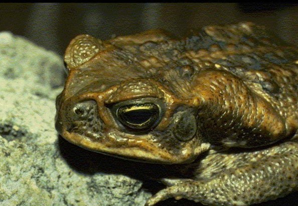 Made you look!  This is the cane toad!  Image from http://commons.wikimedia.org/wiki/File:Marine_toad_Bufo_marinus_USGS_Photograph.sized.jpg 