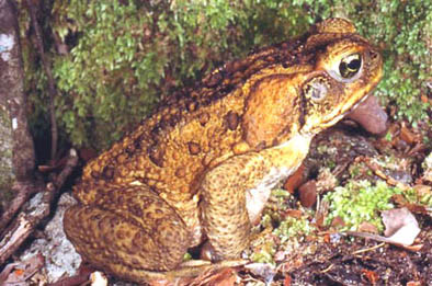 imaCane toad, image from http://members.iinet.net.au/~bush/Canetoad.html