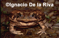 A cane toad, C2003 Ignacio De la Riva, image from http://calphotos.berkeley.edu/cgi/img_query?query_src=&seq_num=122410&one=T