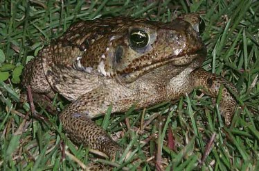 Cane toad.  Image from http://commons.wikimedia.org/wiki/File:Bufo_marinus_1.jpg