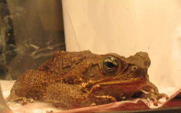 A cane toad.  Image from http://commons.wikimedia.org/wiki/File:Bufo_marinus,_female.jpg