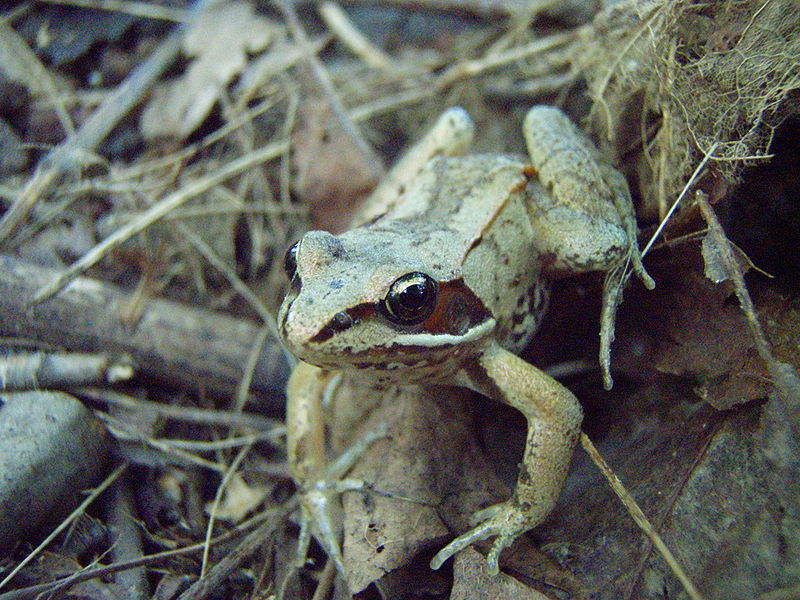 The wood frog can freeze solid without a problem.  Image from http://commons.wikimedia.org/wiki/File:Wood_frog.JPG