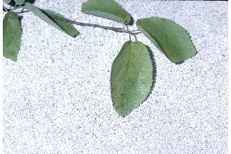 Amelanchier Canadensis leaves