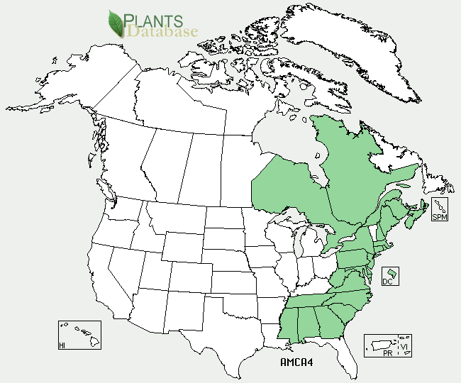 Where the Amelanchier Canadensis is found