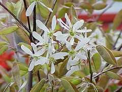 Amelanchier Canadensis flower