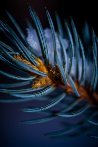 Blue spruce macro, courtesy of Hooks pix, flickr