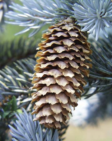 Blue spruce cone hanging, courtesy of Wikipedia.