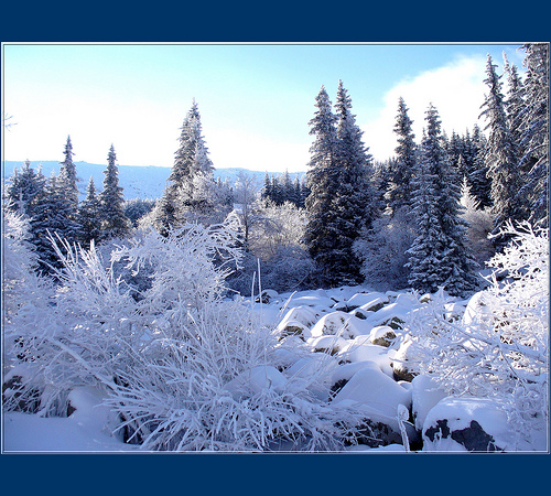 Snow covered blue spruce forest, courtesy of Stella, flickr. 