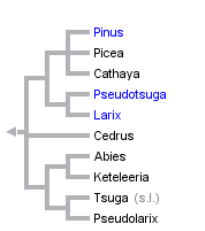 Phylogenetic tree provided by Tree of Life web project.