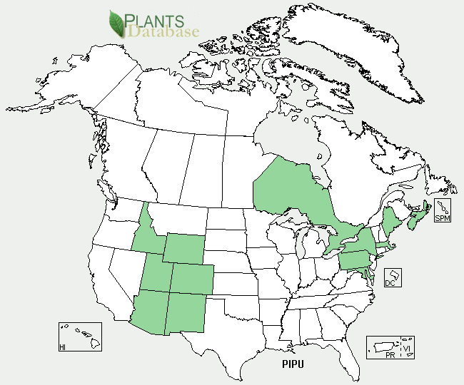 Geography of blue spruce, courtesy of USDA Plants.