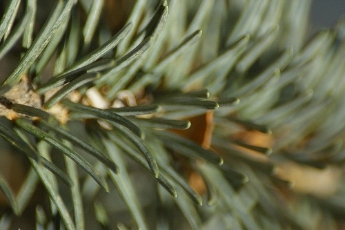 Blue spruce needle courtesy of Scott Catron, flickr.