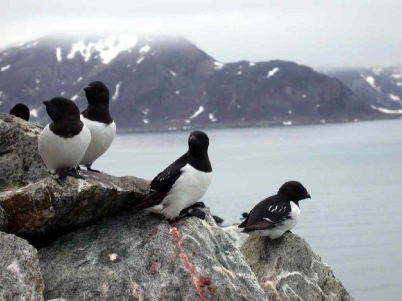 Auks at a rookery by Alastair Rae