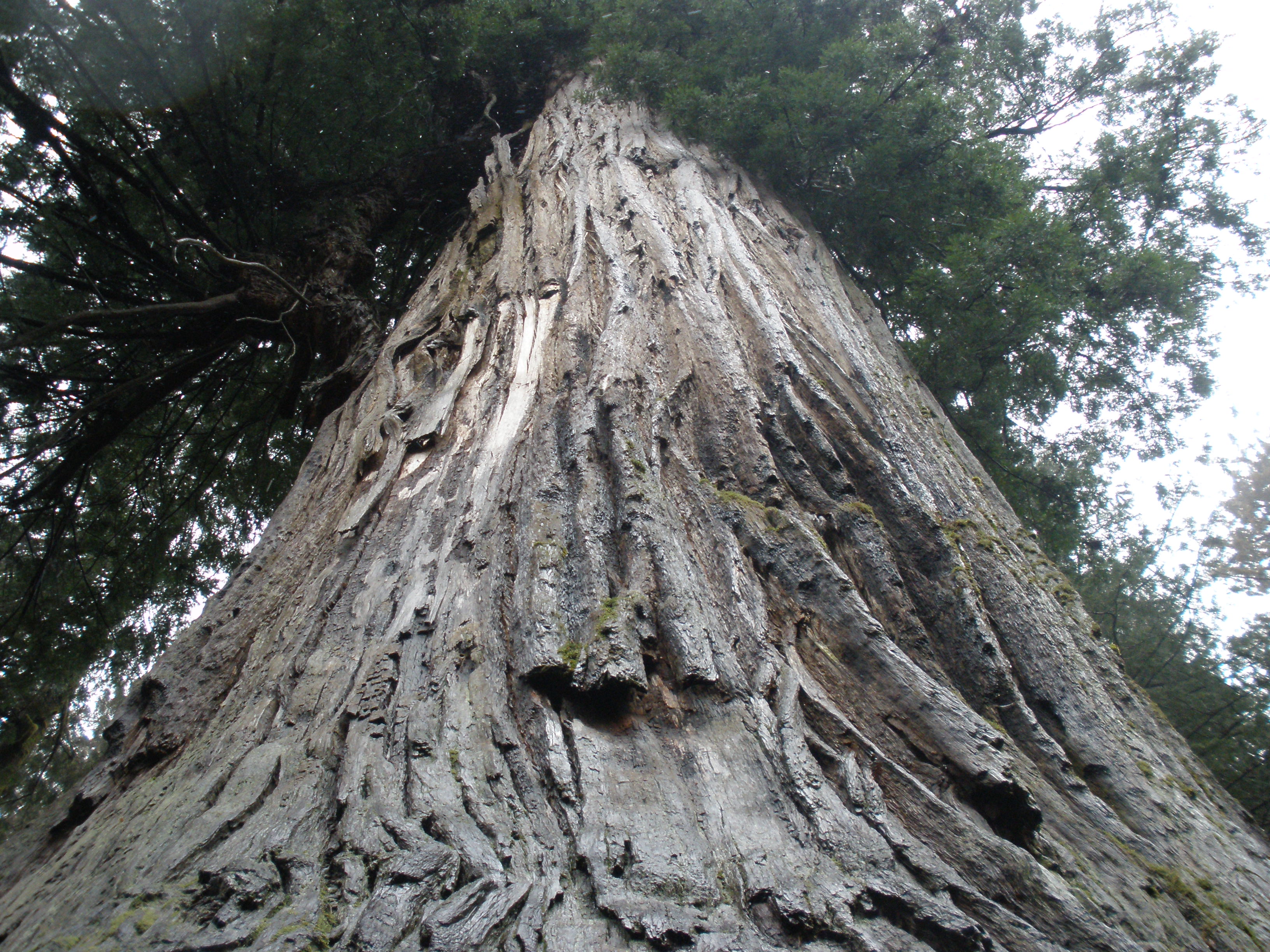 Personal photo: The deep grooves of the coast redwood help the tree protect itself against fire damage.