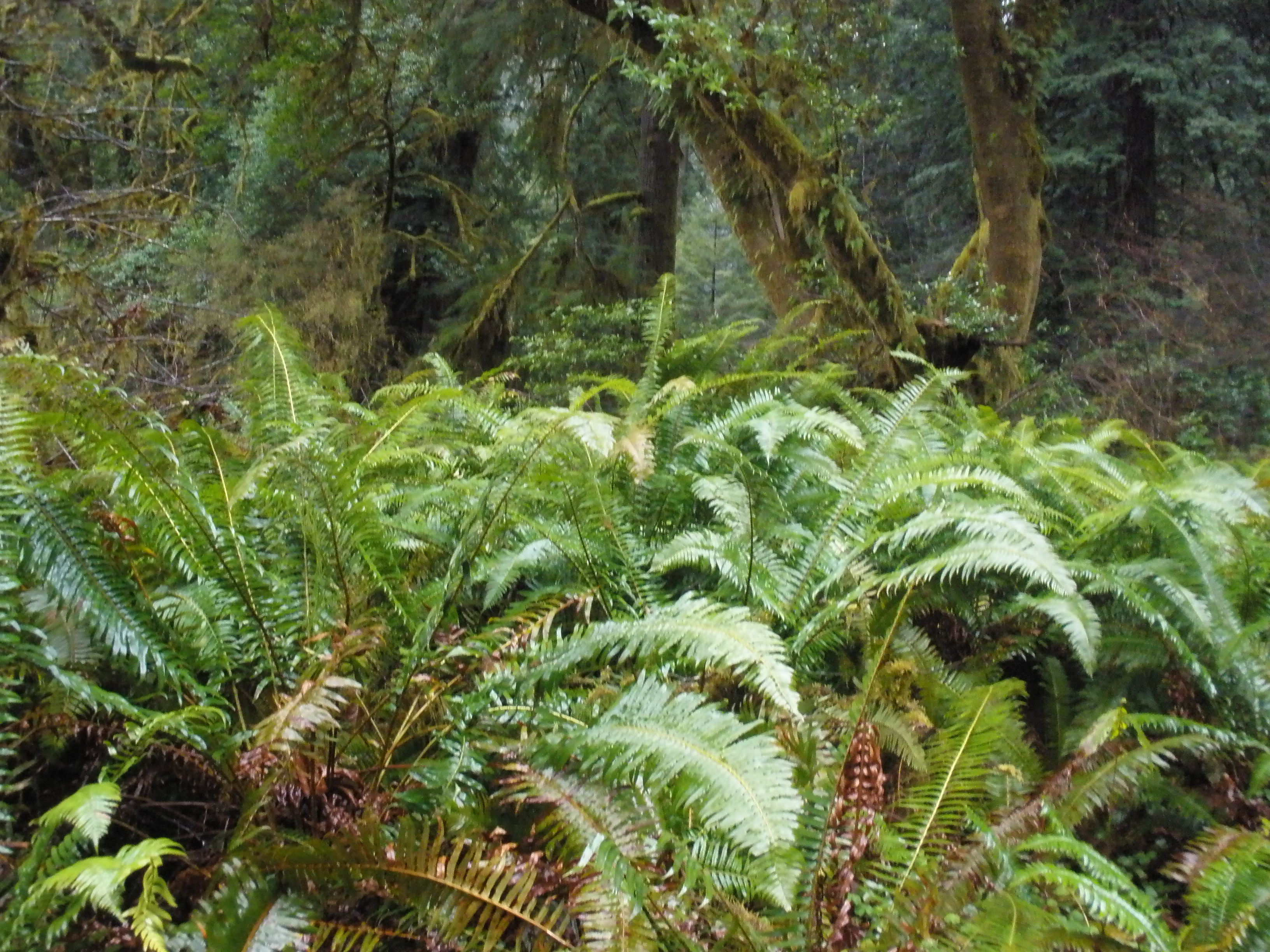 Personal photo of ferns in Prairie Creek Redwood State Park