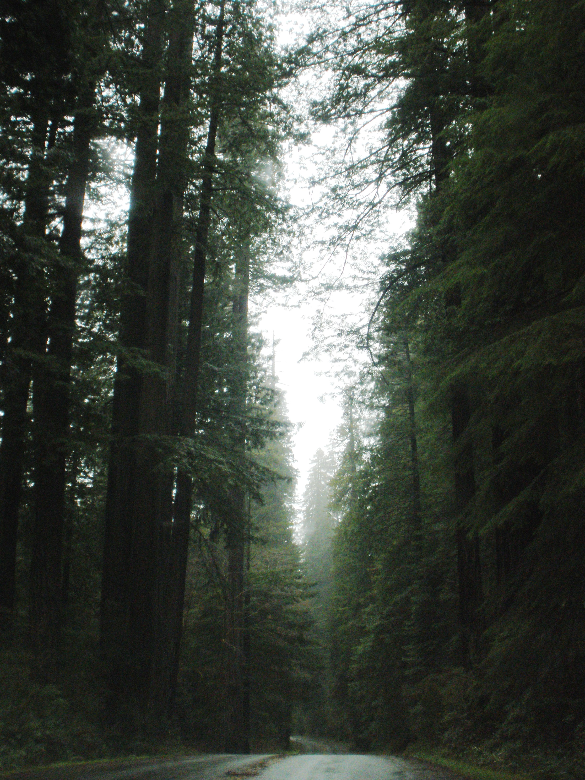 Personal photo of coast redwoods