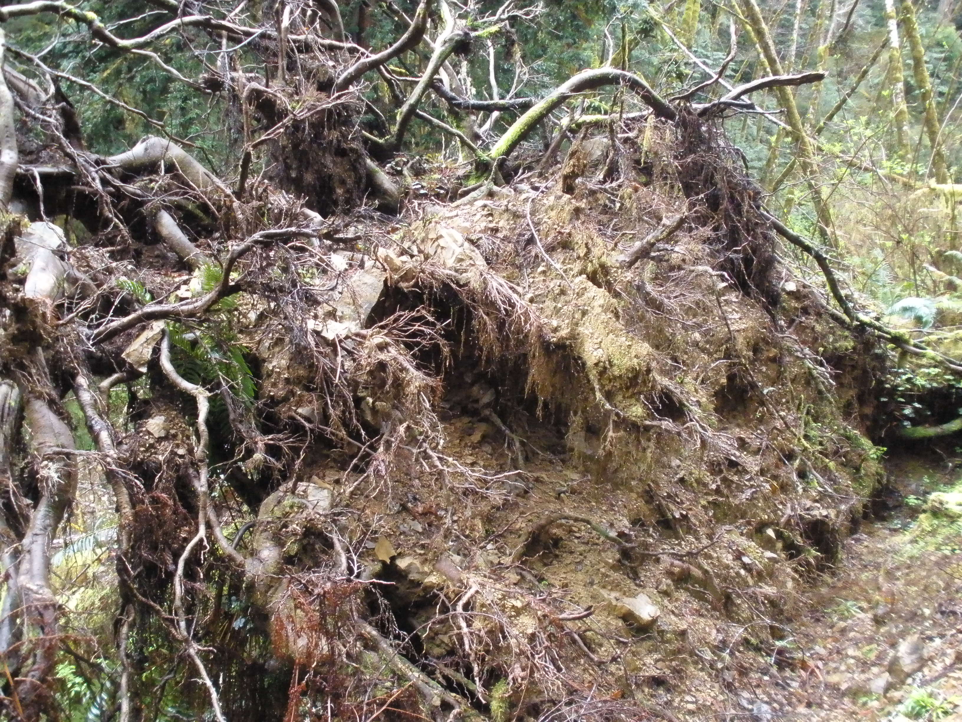 Personal photo of root system of coast redwood