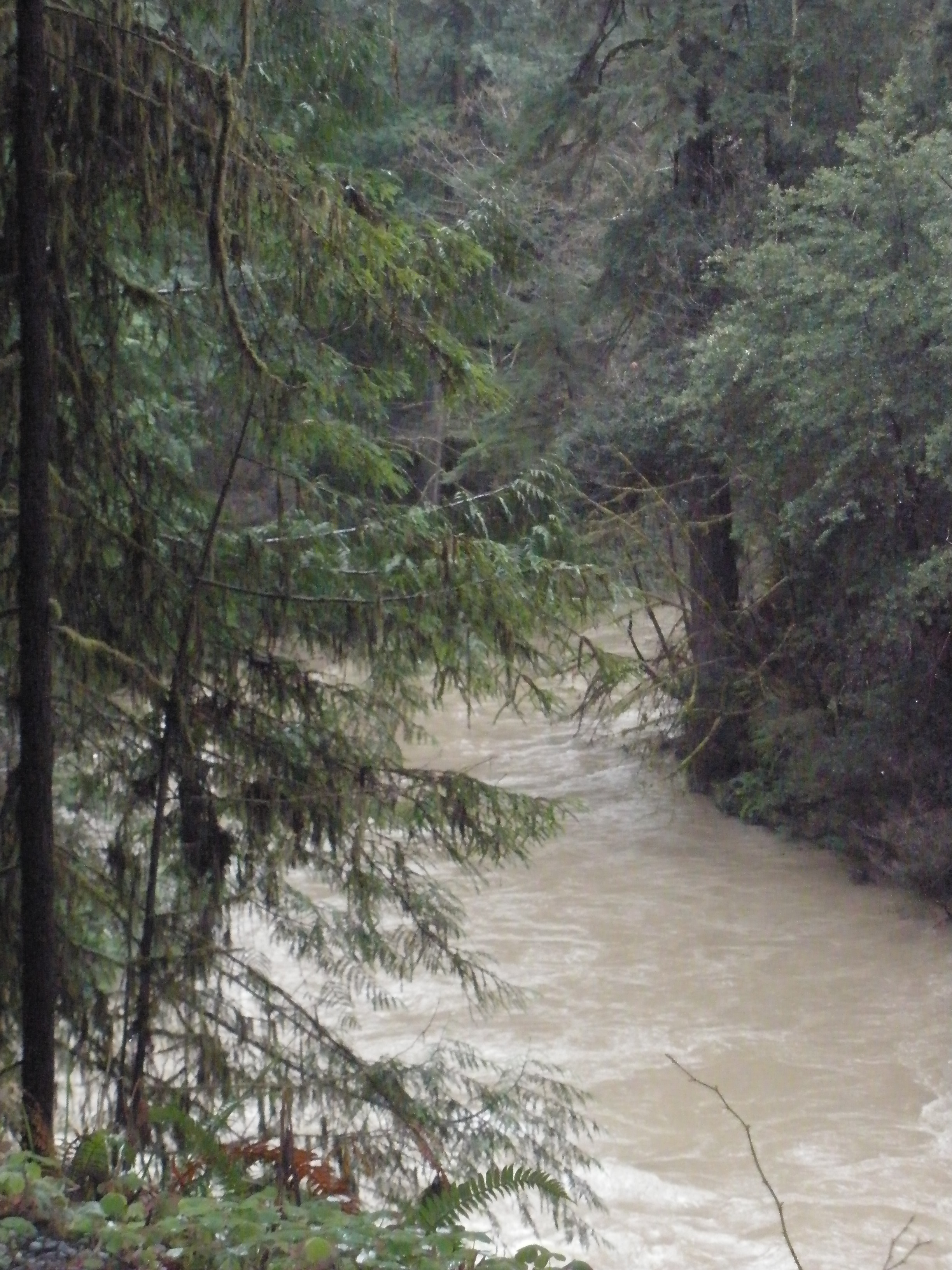Personal photo: Frequent flooding that redwoods are able to overcome.