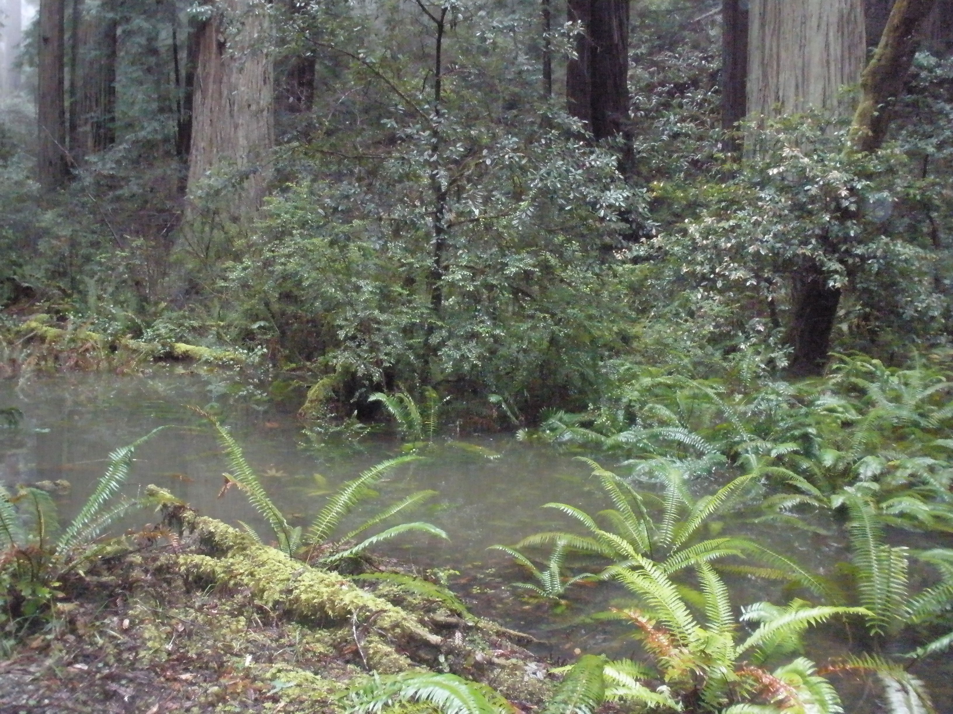 Personal photo: Frequent flooding that the coast redwoods are able to overcome.