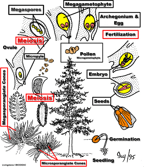 Photo of the life cycle of a conifer found at: http://www.botany.hawaii.edu/faculty/webb/BOT201/Conifers/coniferophytaDIYSLifeCycle.htm
