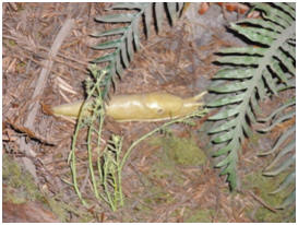 Personal photo of a banana slug