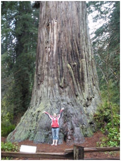 Personal photo: This is me standing under the redwood named "Big Tree." 