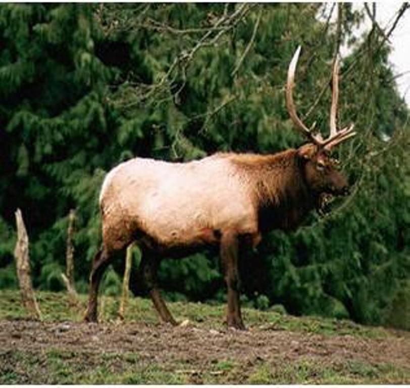 Picture of roosevelt elk found at: http://homepage.mac.com/wildlifeweb/mammal/elk/roosevelt_elk.html 