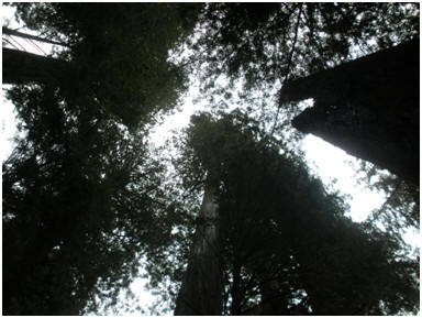Fotografie personală cu sequoia de coastă