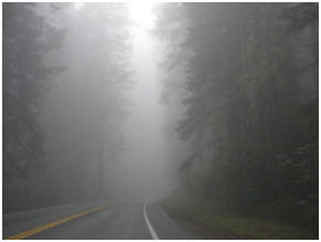 Personal photo of dense coastal fog over the coast redwoods in Prairie Creek Redwood State Park