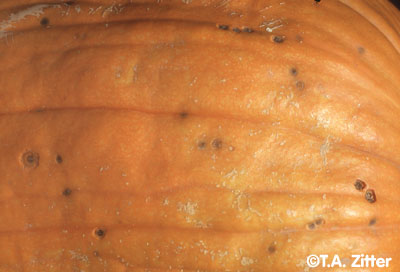 Anthracnose lesions.  Found at http://vegetablemdonline.ppath.cornell.edu/PhotoPages/Cucurbit/FrtRots/FrtRotsFS7.htm.