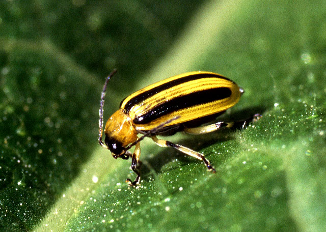 Cucumber beetle courtesy of Wikipedia Commons.  Found at http://commons.wikimedia.org/wiki/File:Cucumber_beetle.jpg.