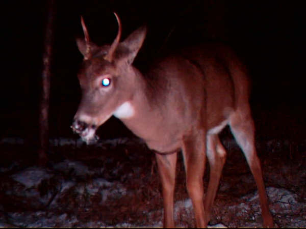 Personal picture of a deer.