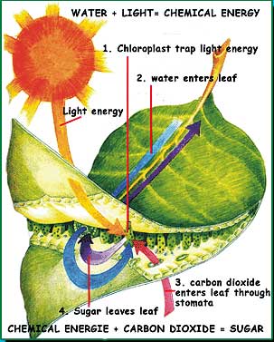 Photosynthesis diagram found at http://www.grow-a-head.com/index/index.php?option=com_content&task=view&id=24&Itemid=62.