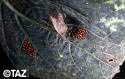 Squash bug adult by eggs.  Found at http://vegetablemdonline.ppath.cornell.edu/NewsArticles/Pumpkin_InsectLink.htm.