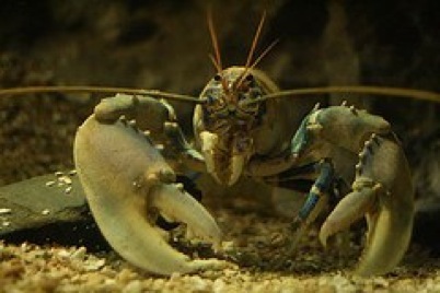Yes, lobsters can be albino, too!