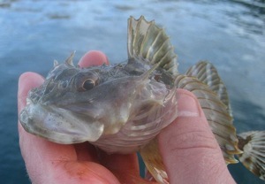 A sculpin