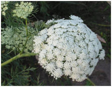 compound flat topped gathering of flowers from http://commons.wikimedia.org/wiki/File:Wortel_bloeiwijze_Daucus_carota.jpg