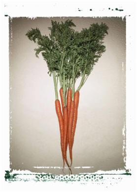 Picture of carrots from Microsoft clip art