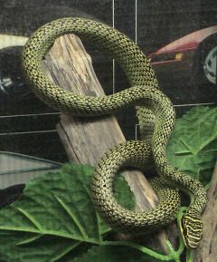 Golden Tree Snake Image located at http://upload.wikimedia.org/wikipedia/commons/b/b6/Chrysopelea_ornata.jpg