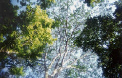 image of a forest canopy in Malaysia. Located at http://www.ecologyasia.com/html-loc/bukit-timah.htm