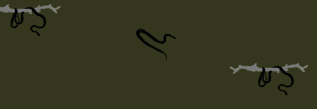 Silhouette of a Paradise Tree Snake I made in paint.