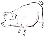 Boar- twelfth animal in the Chinese zodiac. *From Clipart*