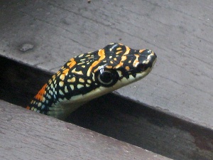 Lttile Paradise Tree Snake poking his head out of porch boards and  located at http://www.rimbundahan.org/environment/nature_notes/0811_misc/paradise-tree-snake.jpg
